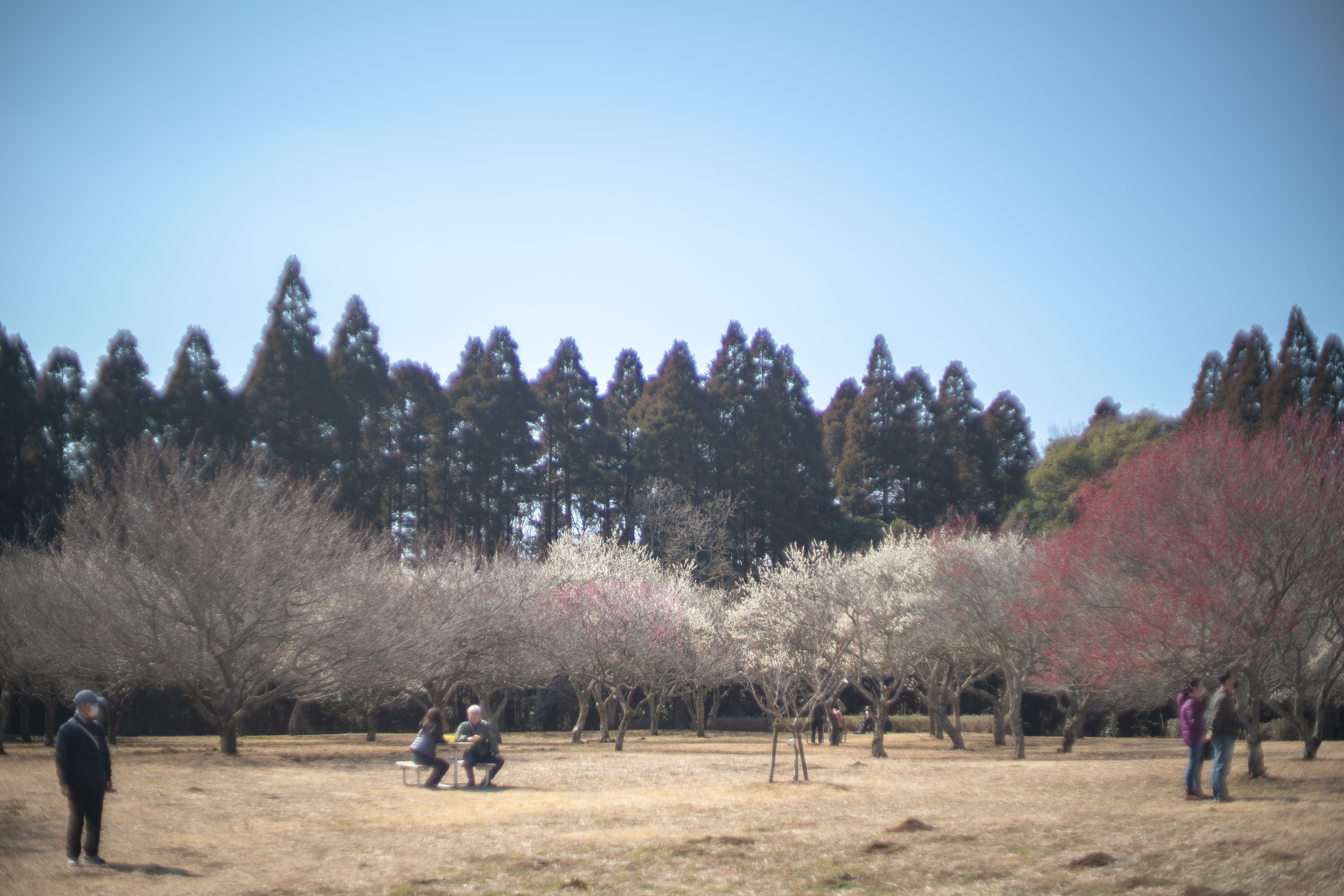 2022.02.27　昭和の森公園　梅園-13.jpg